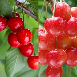 サクランボ2種受粉樹セット：べにしゅうほう（紅秀峰）とナポレオン接木苗4～5号ポット