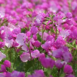 日本サクラソウ（桜草）：天覆輪（てんぷくりん）3号ポット