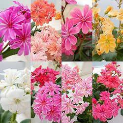 レウイシア：恋花火（花色おまかせ）3号ポット 12株セット