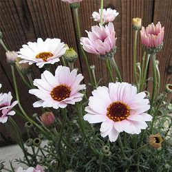 ローダンセマム：プチマカロン7号