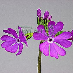 日本サクラソウ（桜草）：初烏（はつがらす）3号ポット