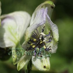 トリカブト（アコニタム）：オクトリカブト七変化3号ポット