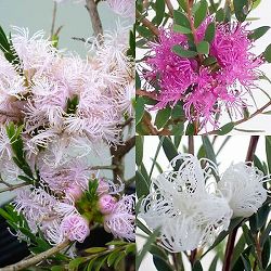 メラレウカ・ミニサイズ3色セット（コットンキャンディー・タイムハニーマータル・ホワイトレース）