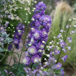 デルフィニウム：ボレロ4号ポット