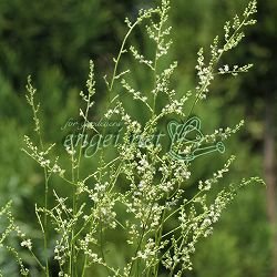 ヒトツバショウマ：白花2.5号ポット