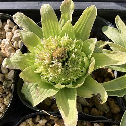 ふき（蕗・ふきのとう）3.5号ポット