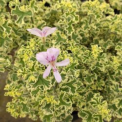 [26年3月中下旬予約]斑入りハーブペラルゴニウム：レモンフレンチ3号ポット