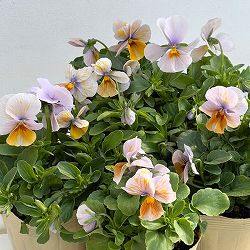 ビオラ：エボルベ　オーララ！舞扇（まいせん）3.5号ポット 3株セット