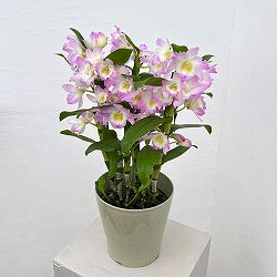 デンドロビウム（ノビル系）：ファンシーエンジェル・リセ5号鉢入り