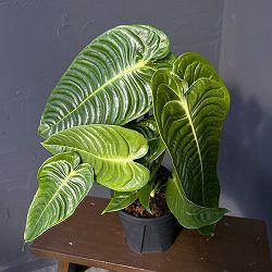 アンスリウム：ベイチー　5号ポット