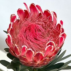 プロテア：ビーナス　5号鉢植え