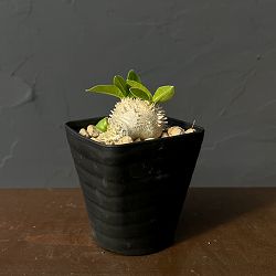 パキポディウム：ブレビカウレ（恵比寿笑い）　3.5号鉢入り