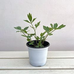 クッキングハーブ：ラベージ（ラビッジ）3.5号ポット