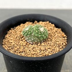 サボテン：ストロンボカクタス　菊水マルチヘッド2.5号鉢植え26-01