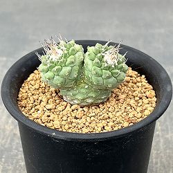 サボテン：ストロンボカクタス　菊水マルチヘッド2.5号鉢植え26-02