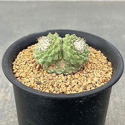 サボテン：ストロンボカクタス　菊水マルチヘッド2.5号鉢植え26-05