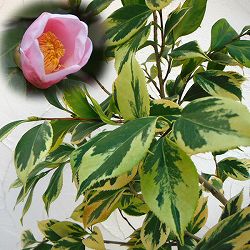 ツバキ（椿）：斑入り西王母3号ポット