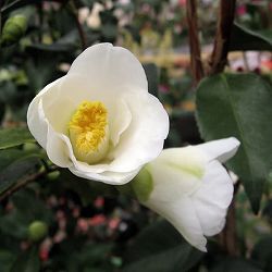 ツバキ（椿）：斑入り一休（いっきゅう）3号ポット