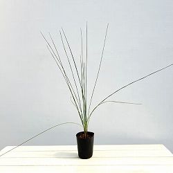 グラスツリー　ブルーノニス（クサントロエア）3号ポット