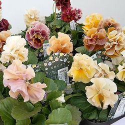 パンジー：プリンセスKEIKO3.5号ポット 3株セット