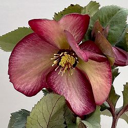 クリスマスローズ：*HGC Ice N’roses 氷の薔薇 ワイルドベリー4.5号ポット