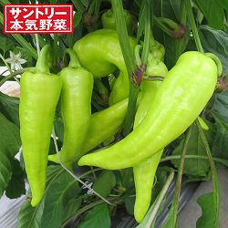 [送料無料]グルメピーマン：若穫りライムホルン自根苗3号ポット* 24株セット