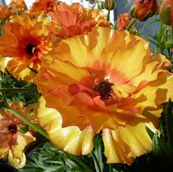 ラナンキュラス：ラックス　ポスポロス3.5-4号ポット