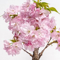 桜（サクラ）：旭山（アサヒヤマ）6号鉢植え