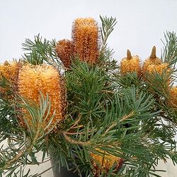 バンクシア：バースデイキャンドル7号鉢植え