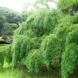 エンジュ：シダレエンジュ7号ポット