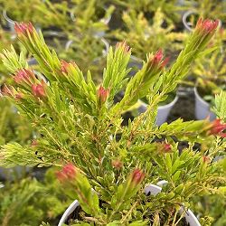 アカシア：レッドハート4号鉢植え