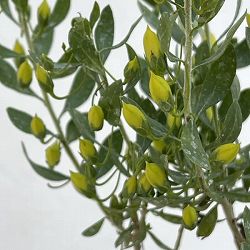 エレモフィラ：ウインターゴールド4号鉢植え