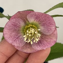 クリスマスローズ：ベーシックシングル26-11／1.5Lポット【現品販売】