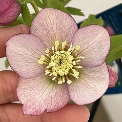 クリスマスローズ：ベーシックシングル26-13／1.5Lポット【現品販売】