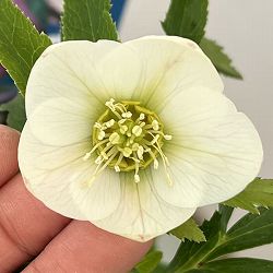 クリスマスローズ：ベーシックシングル26-15／1.5Lポット【現品販売】