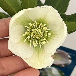 クリスマスローズ：ベーシックシングル26-18／1.5Lポット【現品販売】