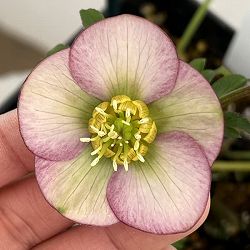 クリスマスローズ：ベーシックシングル26-19／1.5Lポット【現品販売】