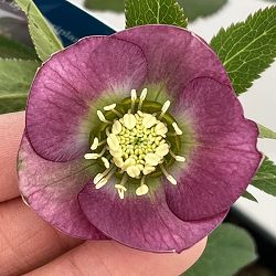 クリスマスローズ：ベーシックシングル26-21／1.5Lポット【現品販売】