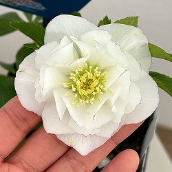 クリスマスローズ：ベーシックダブル26-38／1.5Lポット【現品販売】