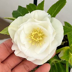 クリスマスローズ：ベーシックダブル26-42／1.5Lポット【現品販売】