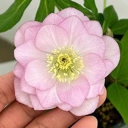 クリスマスローズ：ベーシックダブル26-43／1.5Lポット【現品販売】