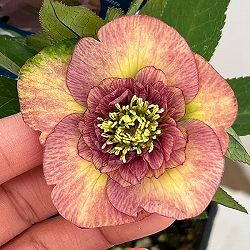 クリスマスローズ：ベーシックダブル（セミダブル）26-44／1.5Lポット【現品販売】