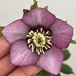 クリスマスローズ：ベーシックダブル（セミダブル）26-45／1.5Lポット【現品販売】