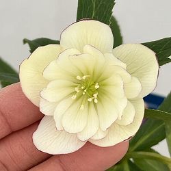 クリスマスローズ：ベーシックダブル26-46／1.5Lポット【現品販売】