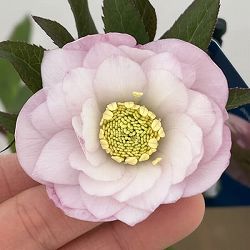 クリスマスローズ：ベーシックダブル26-47／1.5Lポット【現品販売】