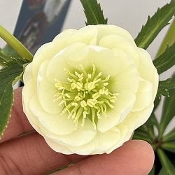 クリスマスローズ：ベーシックダブル26-48／1.5Lポット【現品販売】