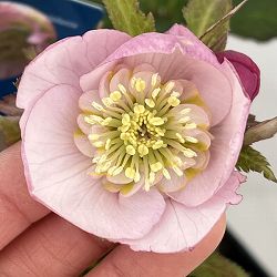 クリスマスローズ：ベーシックダブル（セミダブル）26-49／1.5Lポット【現品販売】