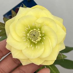 クリスマスローズ：ベーシックダブル26-51／1.5Lポット【現品販売】