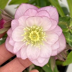 クリスマスローズ：ベーシックダブル26-52／1.5Lポット【現品販売】