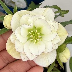 クリスマスローズ：ベーシックダブル26-53／1.5Lポット【現品販売】